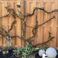 Elephant Schutting set hardhout kempas Timber recht 14L v-groef (7,55 meter)