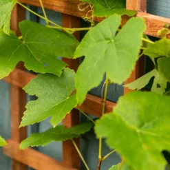 Trellis scherm hardhout recht (55 x 180 cm)